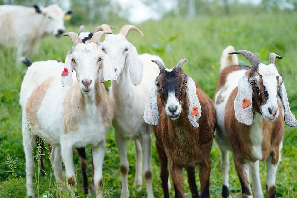 The Goats at Ethereal Farms