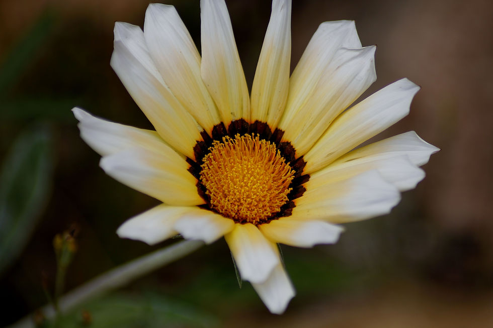 Gazania blanc