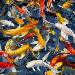 License an image of a koi fish pond painting by artist Nikita Coulombe.