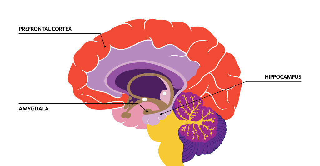 regions of the brain diagram Lit Lab London Science and Sip weekly blog events things to do london