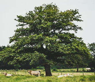 Abattage arbre Dinan_edited.jpg