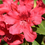Miniatura: Rododendron 'Scarlet Wonder'
