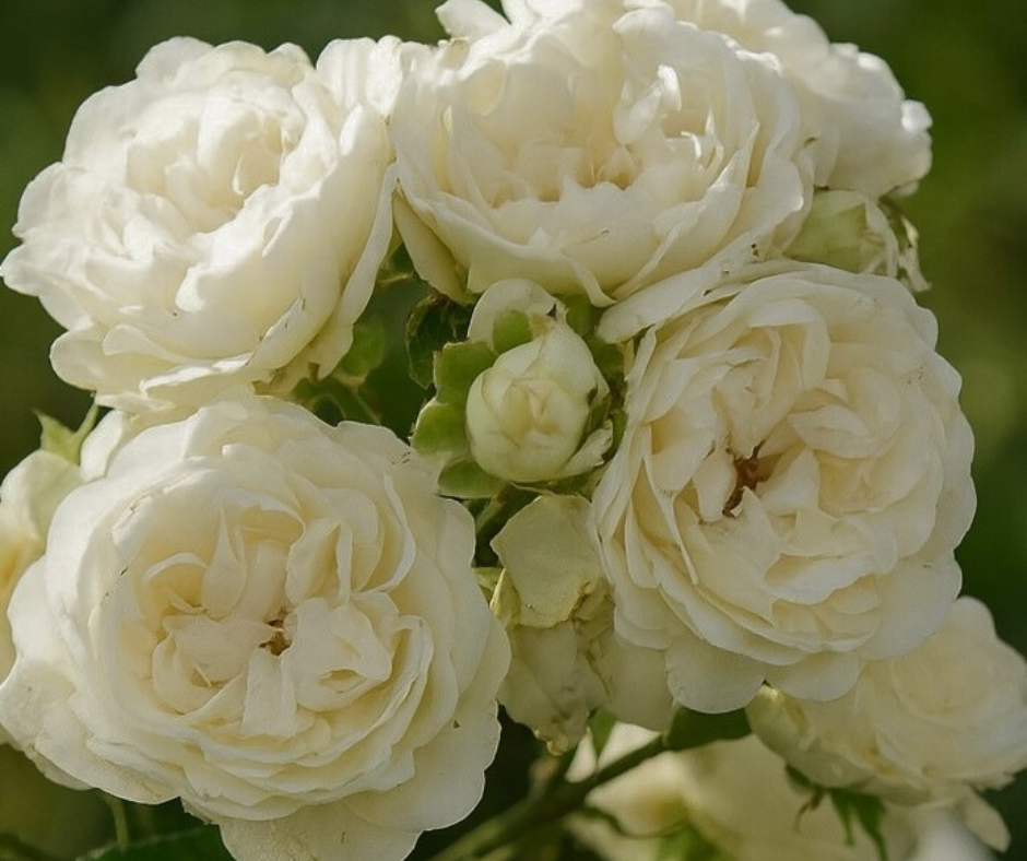 Róża 'The Fairy White'