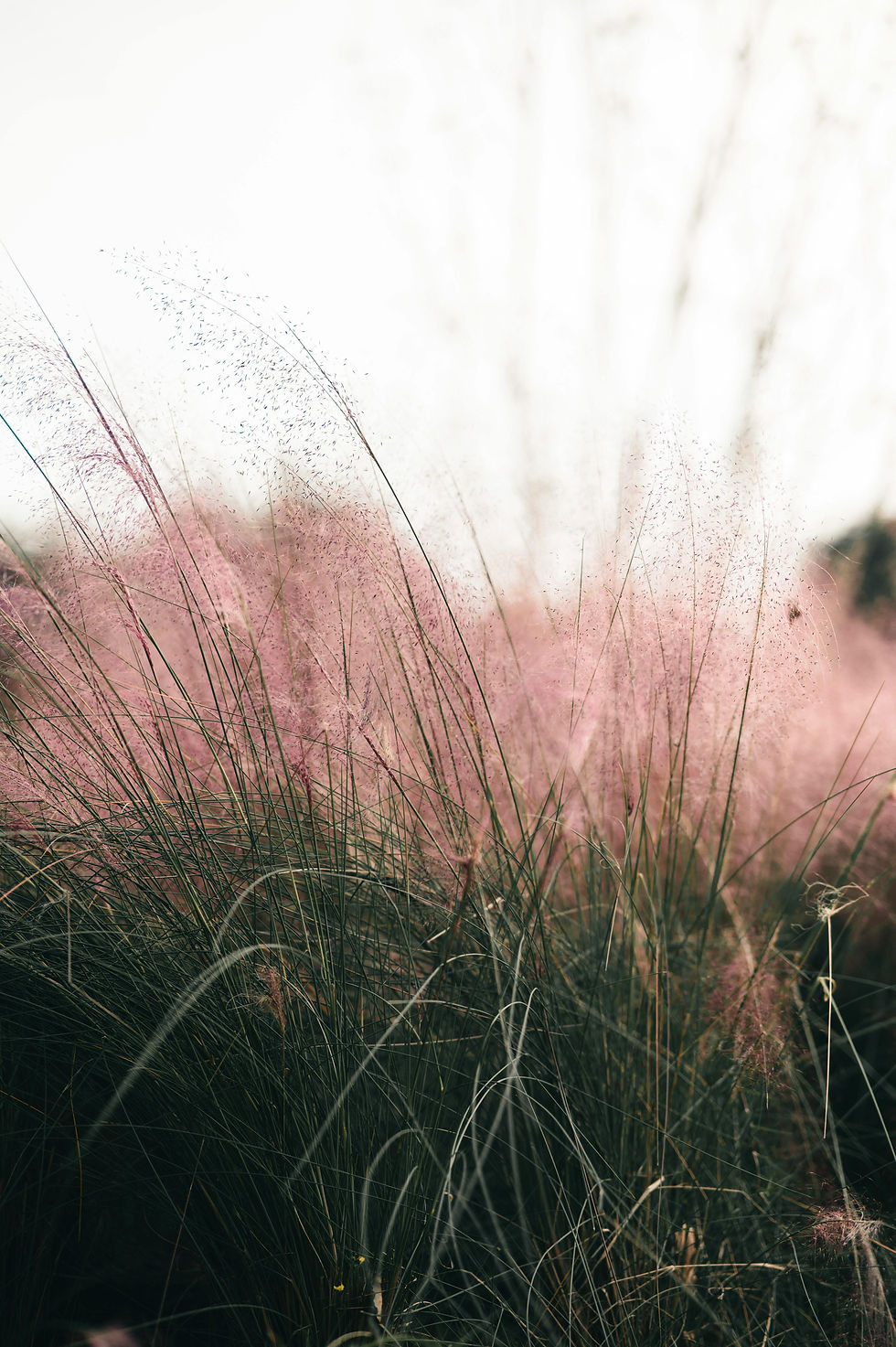 Przyostnia włosowata