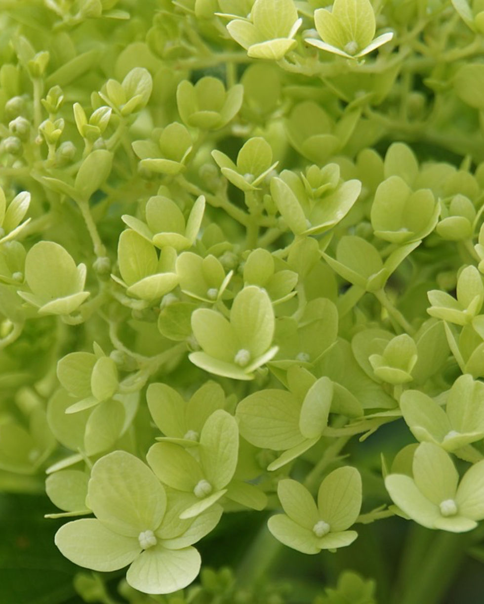 Hortensja bukietowa 'Limelight'