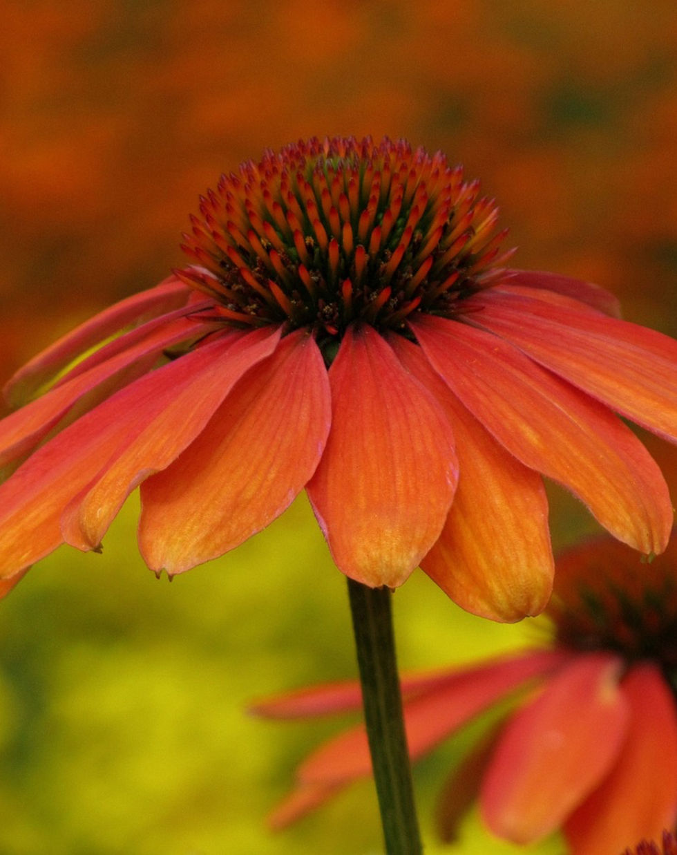 Jeżówka 'Lakota Orange'