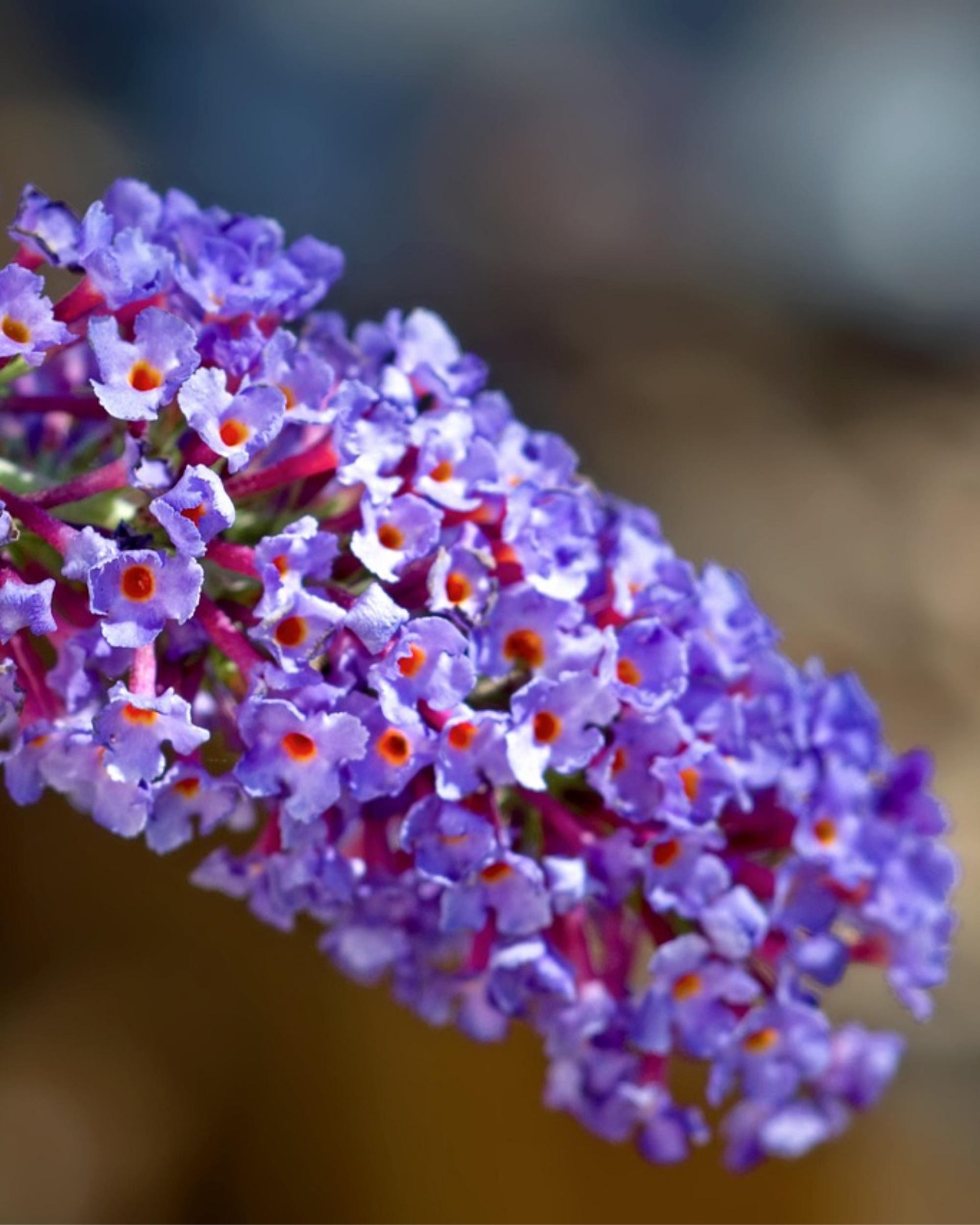 Budleja Dawida 'Nanho Blue'