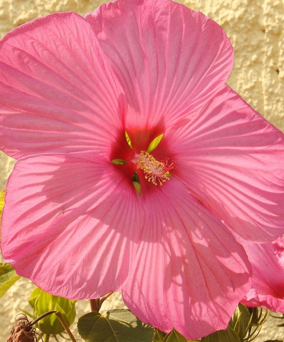 Hibiskus bagienny 'Luna Rose'