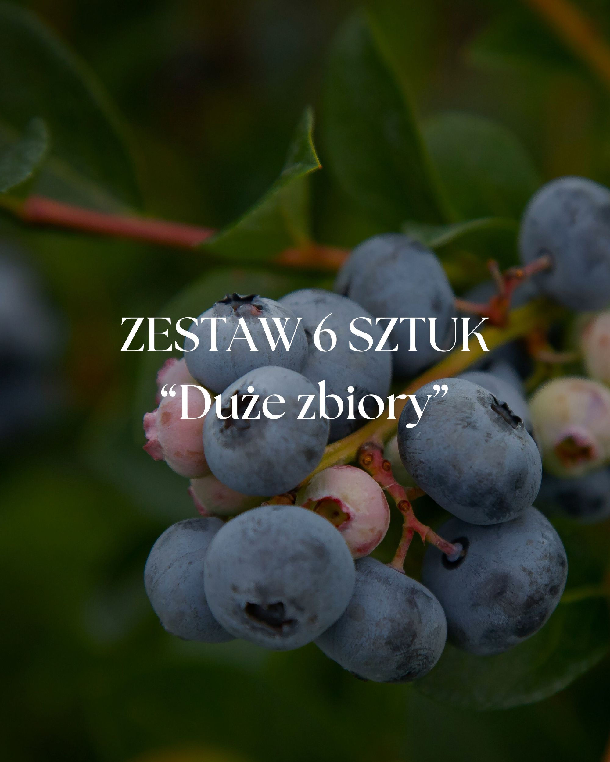 Zestaw Borówki Amerykańskiej “Duże zbiory”