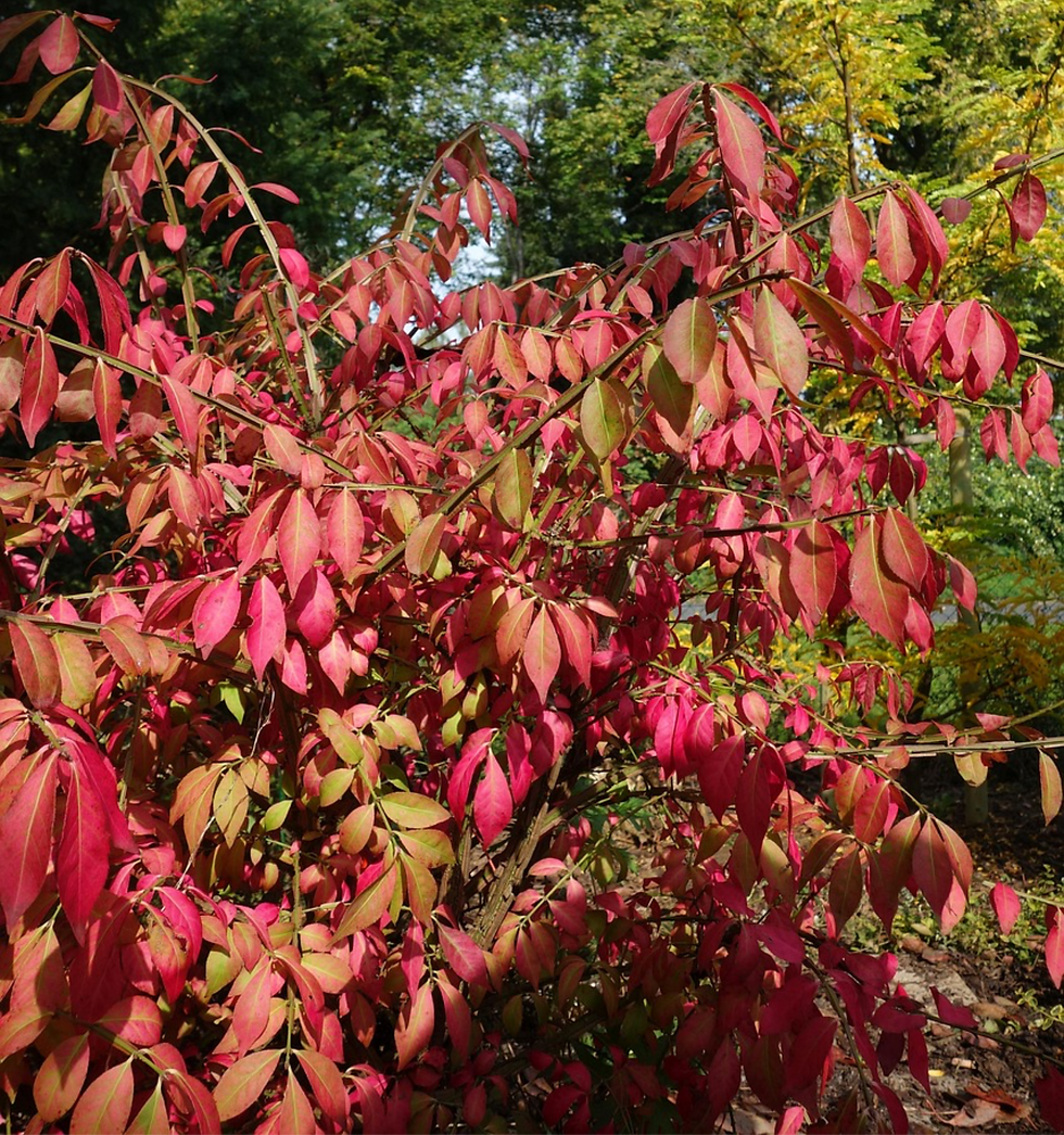 Trzmielina oskrzydlona
