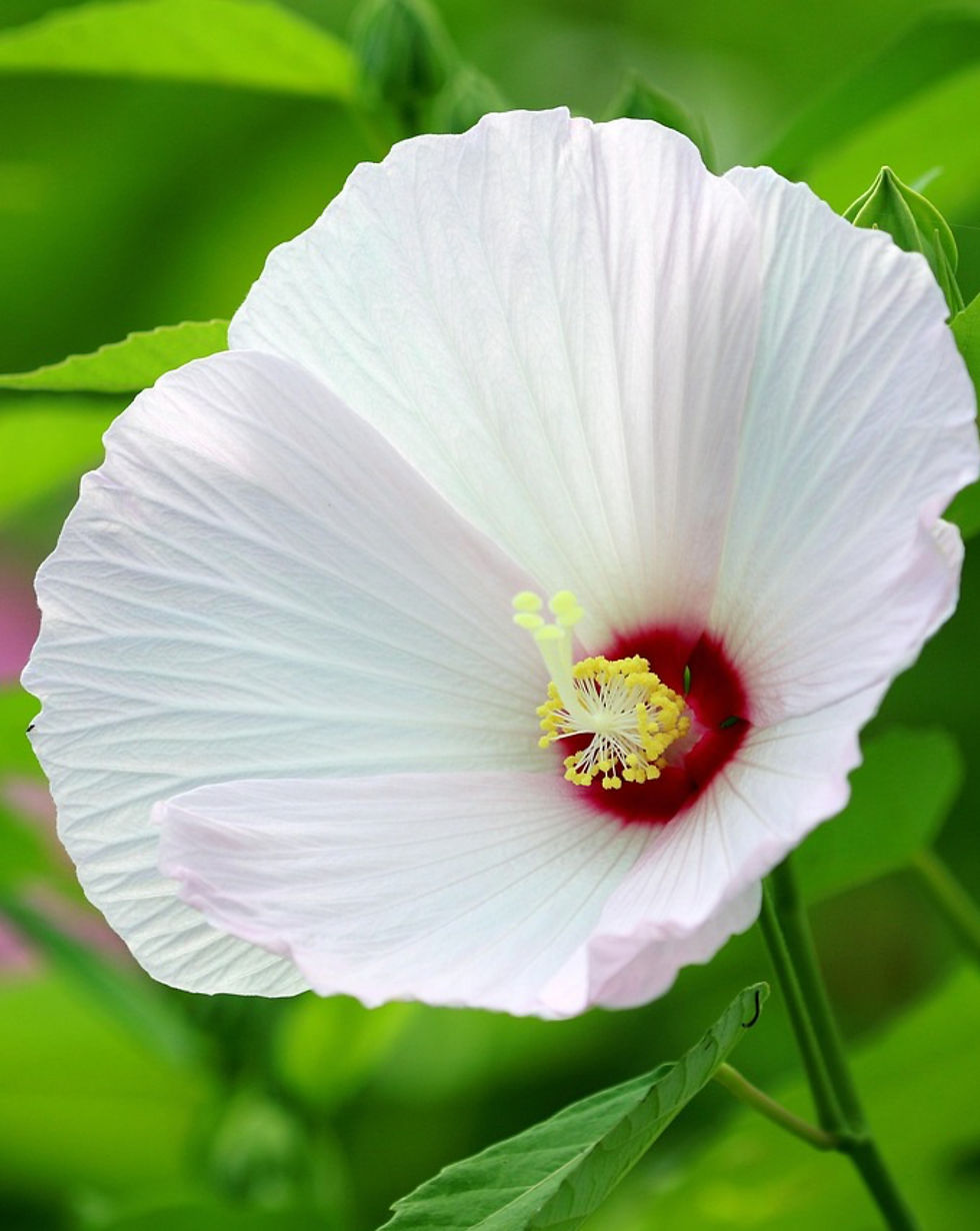 Hibiskus bagienny 'Luna White'