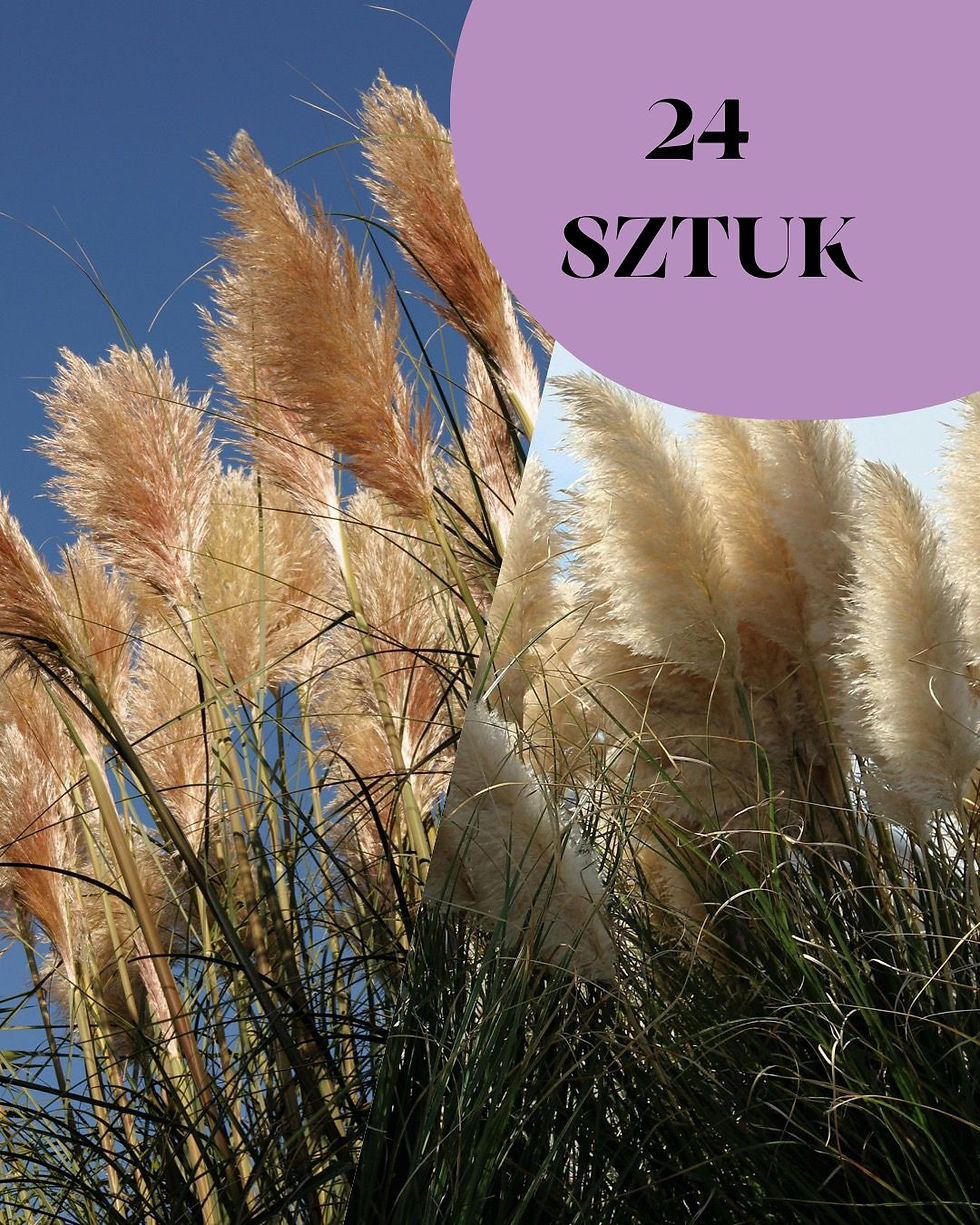 Duży zestaw Trawy Pampasowej