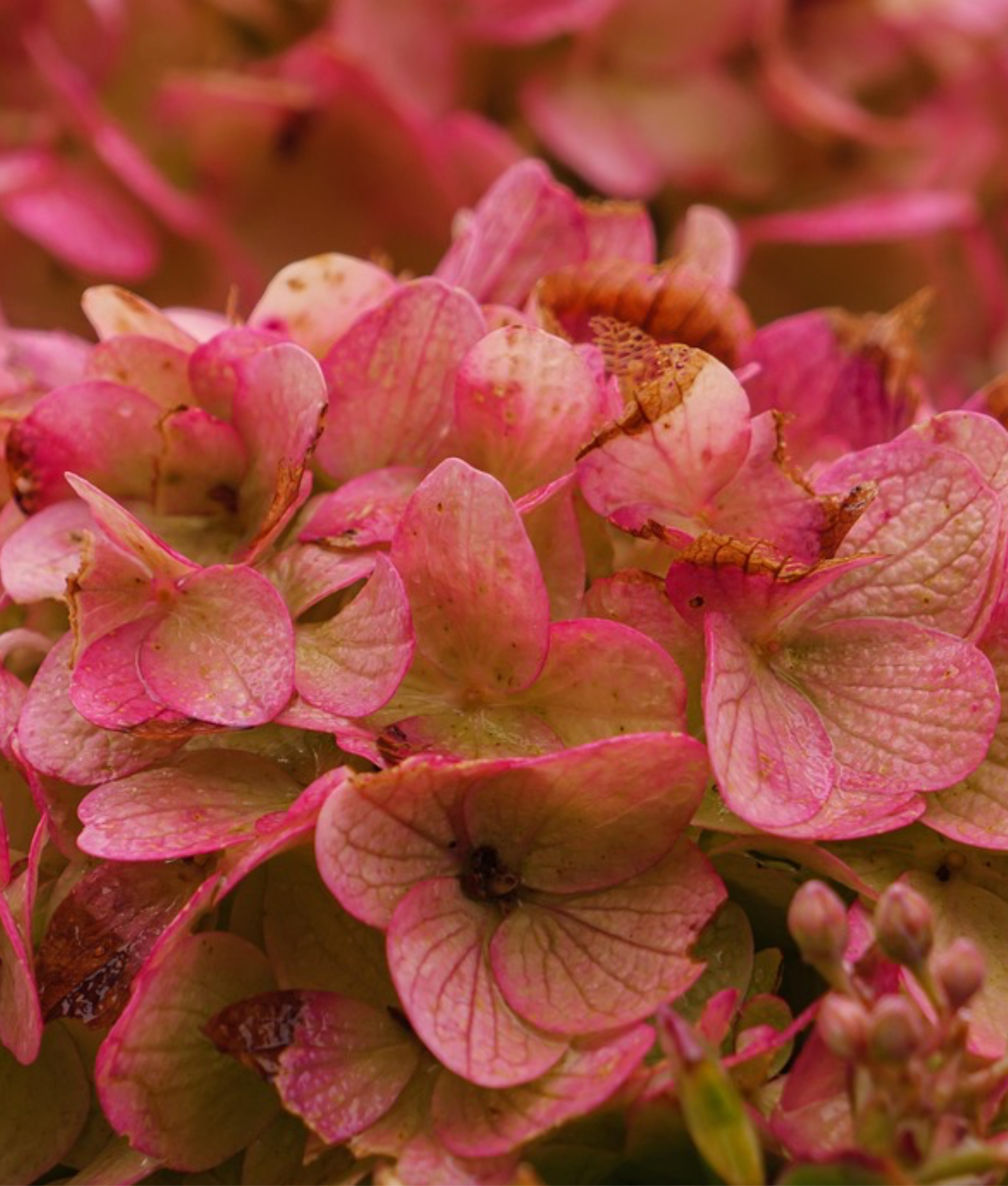 Hortensja bukietowa 'Living Pinky Promise'