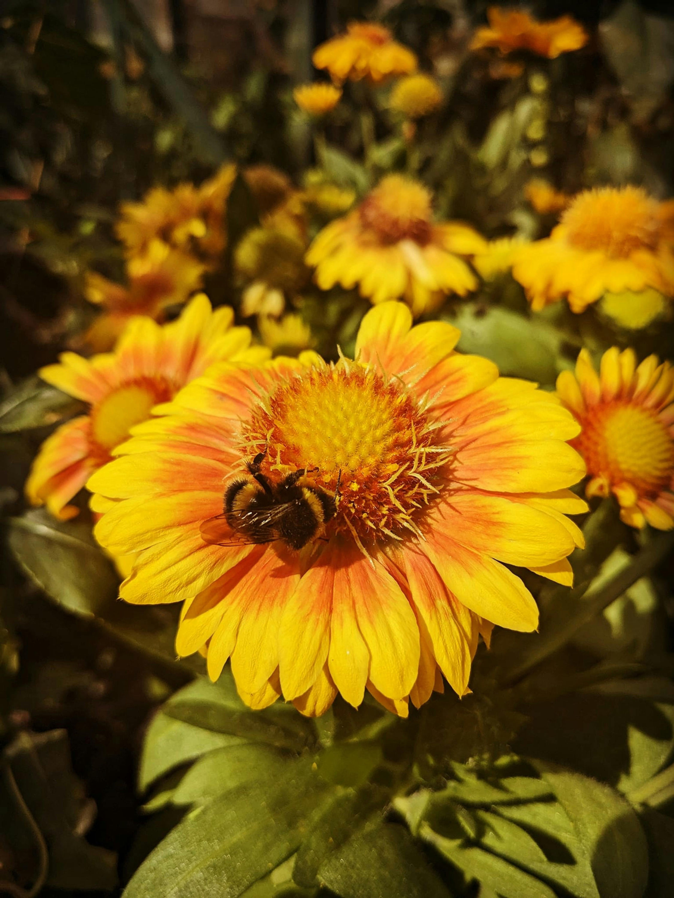 Gaillardia 'Mesa Peach'