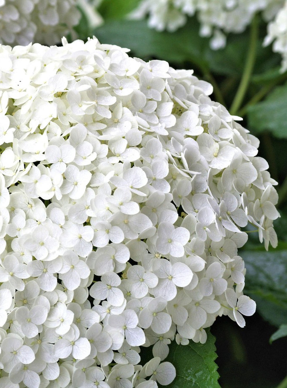 Hortensja bukietowa 'Strong Annabelle'