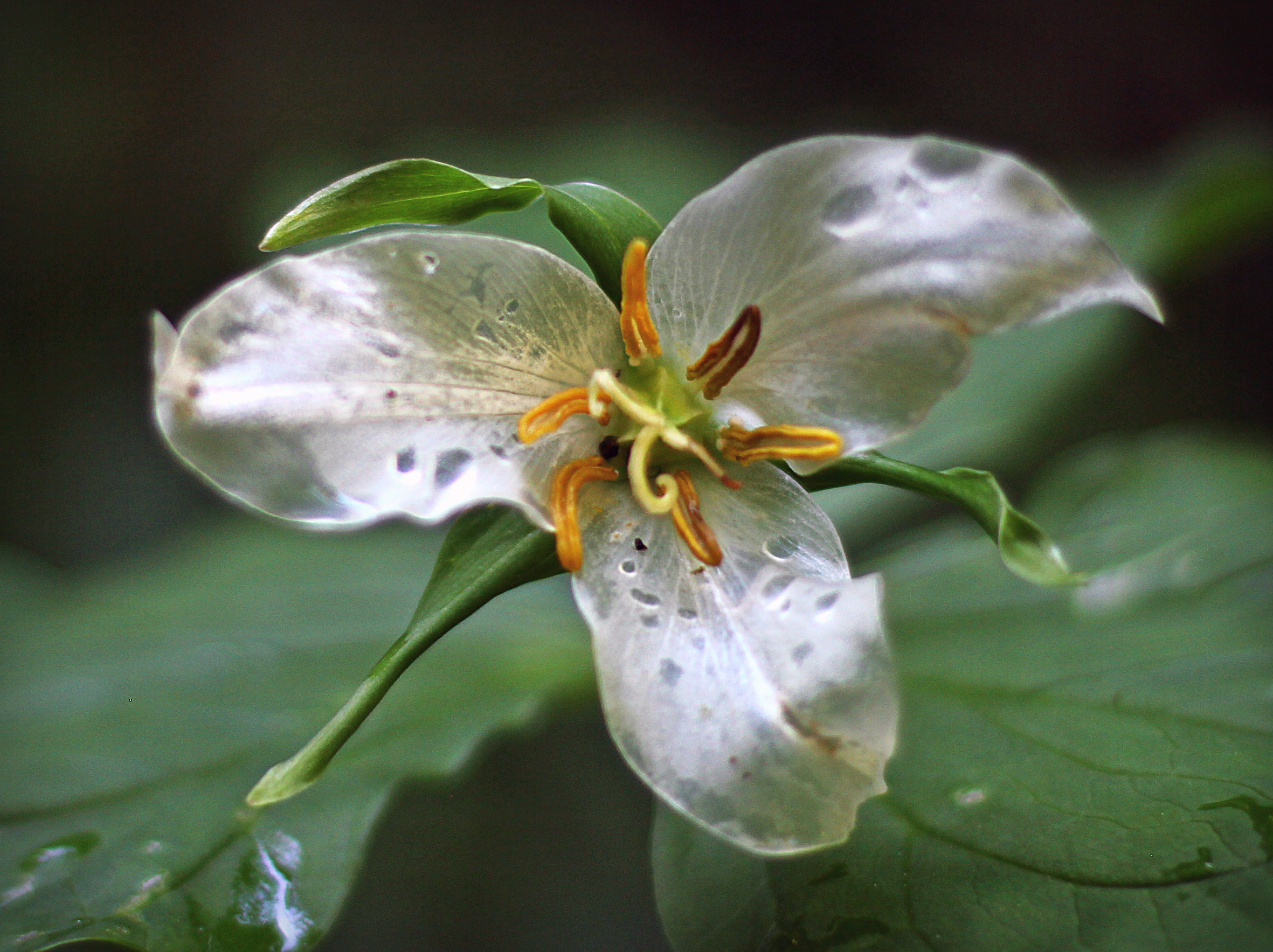 Flora 1