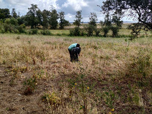 Saída de campo: Biodiversidade na Mourisca
