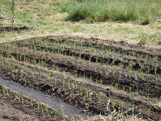 Plantas medicinais na Horta Pedagógica