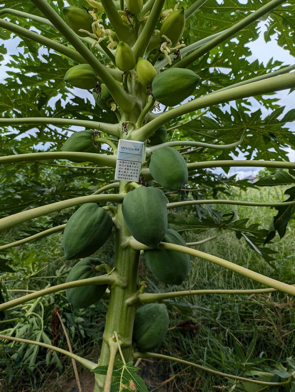 掌が隠れる程度まで成長