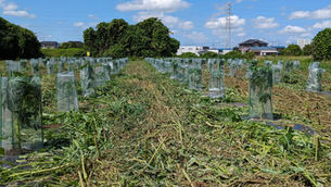 草刈りしました。