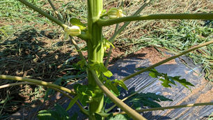 花芽が出てきました。