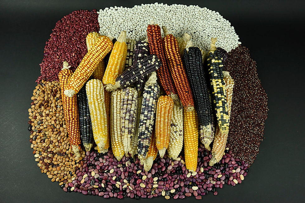 maize was the most important crop in Mayan culture, Flaar Mesoamerica