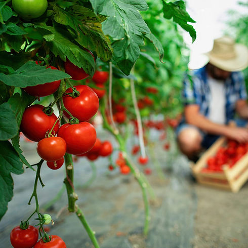 Plantacao_de_tomate_conheca_os_beneficios_do_organomineral_na_cultura_do...-1024x1024.jpg