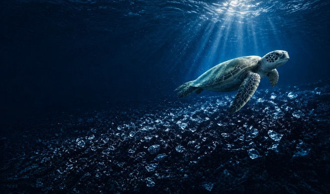 Landing Page Turtle Image.jpg