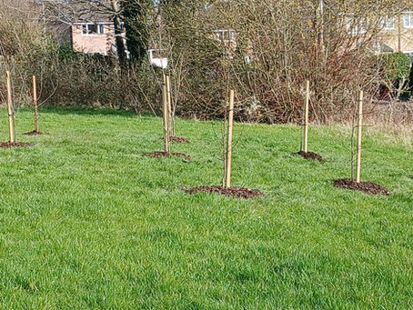 Orchard Planting