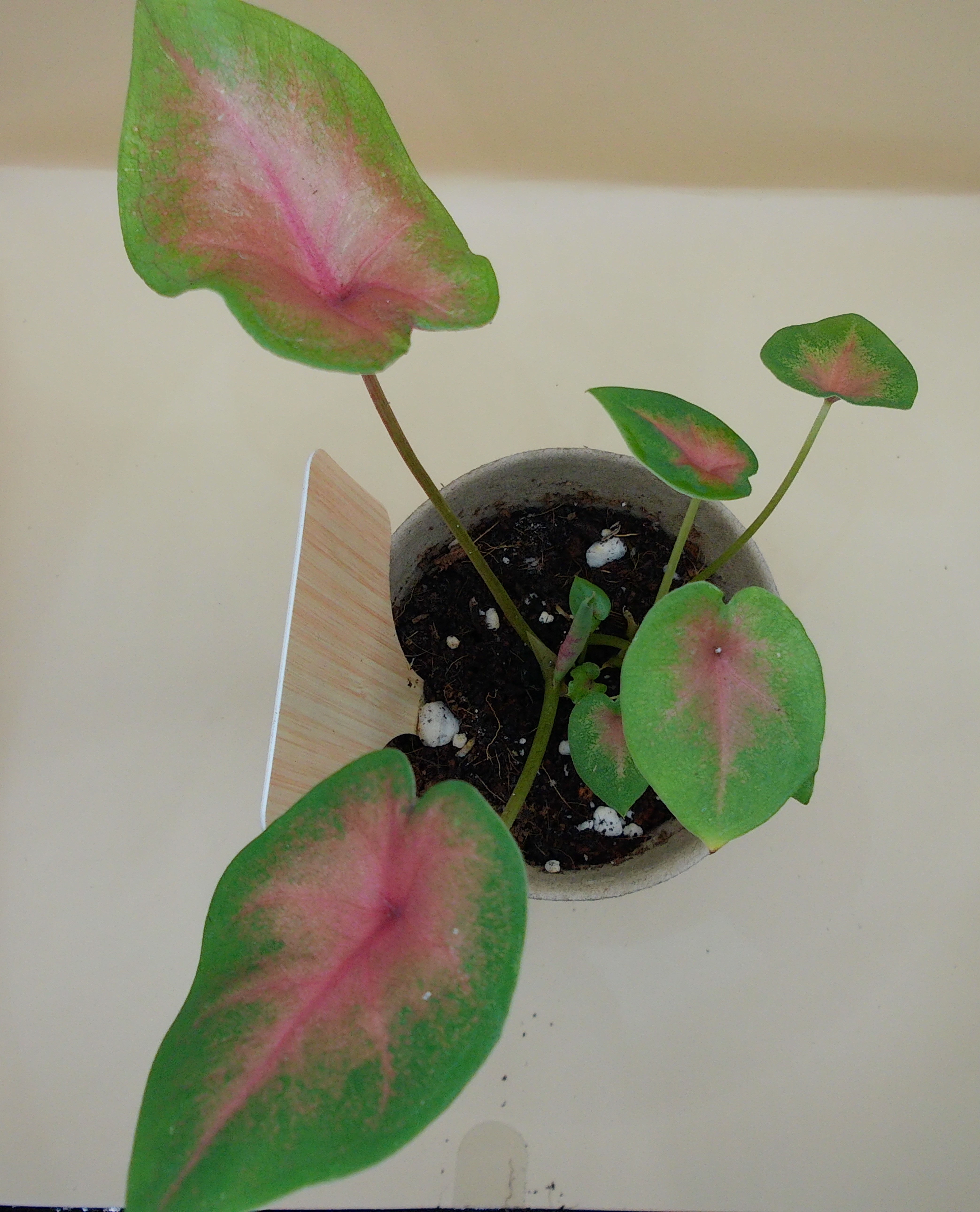 Caladium 'Camilla' (Pink-Heart Caladium) 4-6 inches