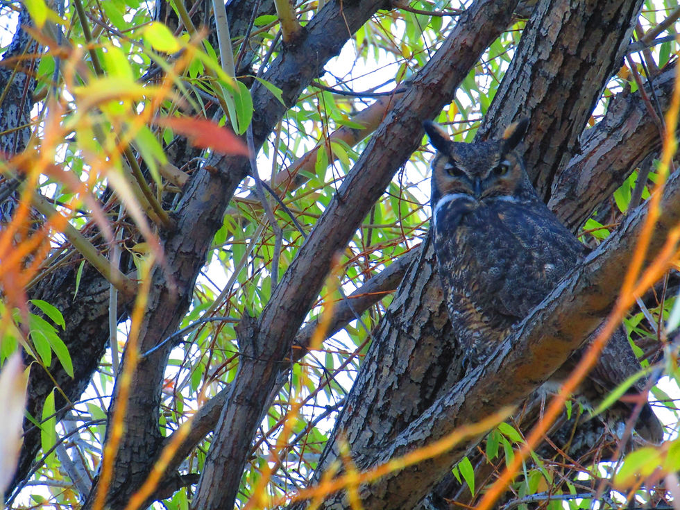 Bird Bingo: The Great Horned Owl
