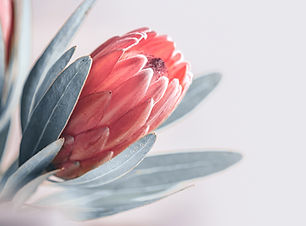 FLRSH-bloom.jpg