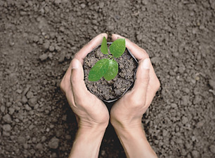 FLRSH-plant-package.jpg