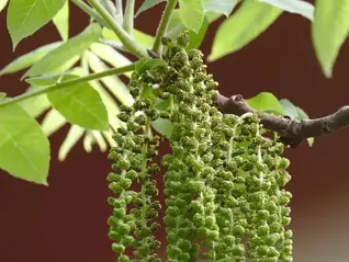 Bachblüte Nr. 33 - WALNUT (Verwirklichungsblüte)