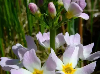 Bachblüte Nr. 34 - WATER VIOLET (Kommunikationsblüte)