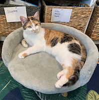 Office Assistant Naicha Calico cat