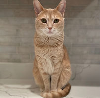 Office Assistant Joey Orange cat