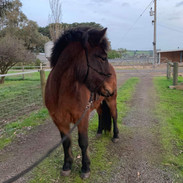 Sindri June 2020