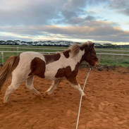 Elding June 2020