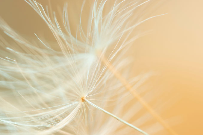 AdobeStock_301612424.jpeg