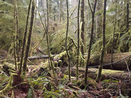 Lightworker Walk at Cathedral Grove