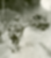 American soldiers advancing through enemy territory