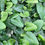 Thumbnail: Bovenaanzicht Hemionitis arifolia (Hartjesvaren)