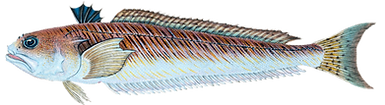 Pez araña_edited.png
