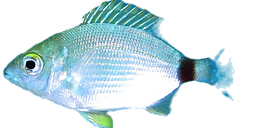 Diplodus_annularis_(Linnaeus,_1758)_edited.png