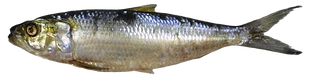Alacha_edited.png
