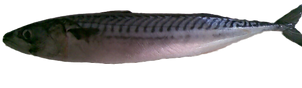 Caballa_edited.png