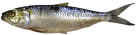 Alacha_edited.png