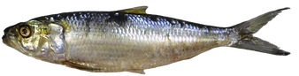 Alacha_edited.png