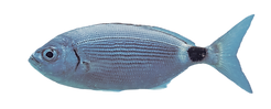 Oblada_(Oblada_melanura),_Ċirkewwa,_Malta,_Malta,_2021-08-24,_DD_26_edited.png